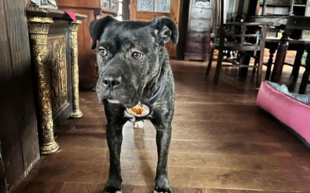 Familienfreundliche Isabel sucht ihr Körbchen