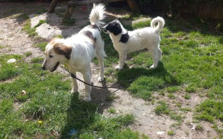 Herzenshündin Madita sucht Zuhause