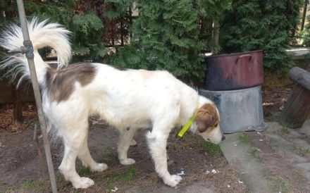 Herzenshündin Madita sucht Zuhause