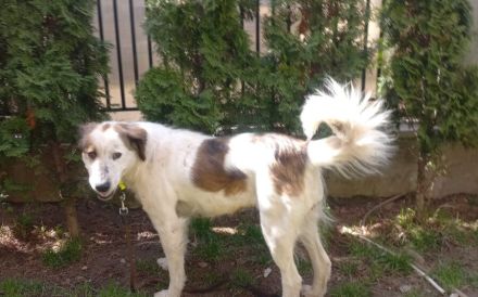 Herzenshündin Madita sucht Zuhause