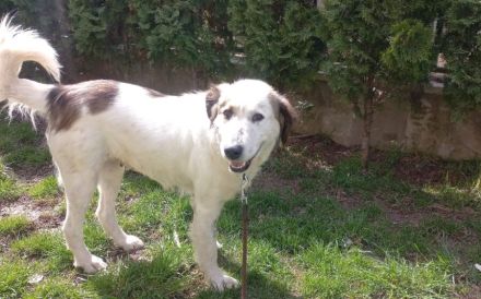 Herzenshündin Madita sucht Zuhause