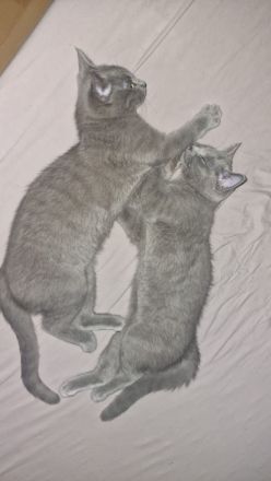 Russisch Blau kitten