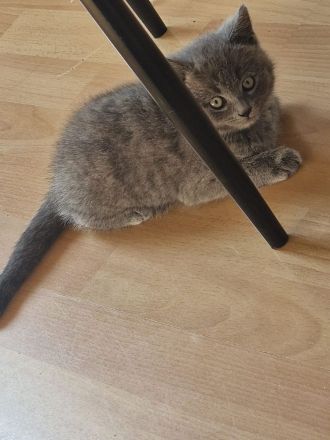 Russisch Blau kitten