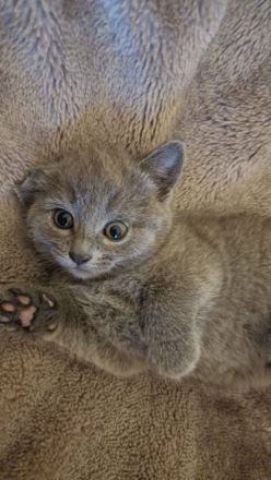 Russisch Blau kitten