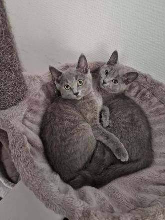 Russisch Blau kitten