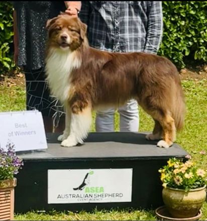 Australian Shepherd Deckrüde mit FCI /ASCA Papieren