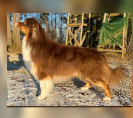 Australian Shepherd Deckrüde mit FCI /ASCA Papieren