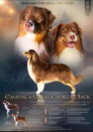 Australian Shepherd Deckrüde mit FCI /ASCA Papieren