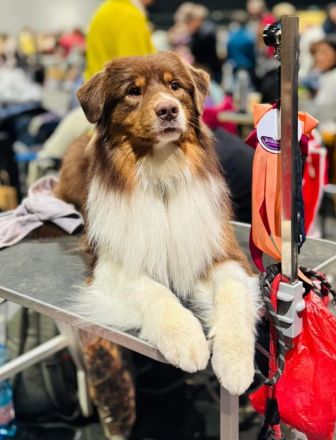 Australian Shepherd Deckrüde mit FCI /ASCA Papieren