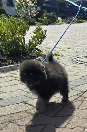 Pomsky Welpen inkl. Urlaubsbetreuung