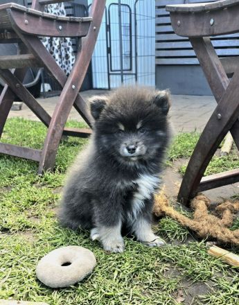 Pomsky Welpen inkl. Urlaubsbetreuung