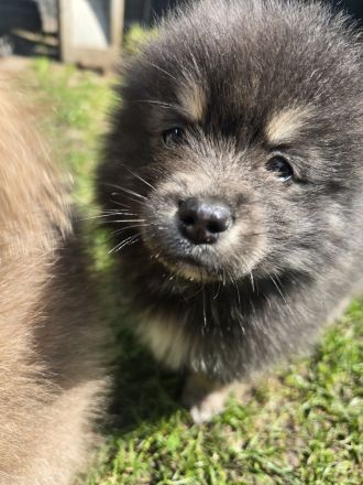 Pomsky Welpen inkl. Urlaubsbetreuung