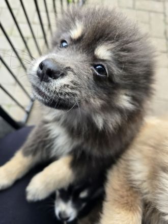 Pomsky Welpen inkl. Urlaubsbetreuung