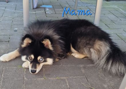 Pomsky Welpen inkl. Urlaubsbetreuung
