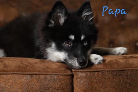 Pomsky Welpen inkl. Urlaubsbetreuung