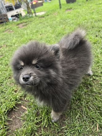 Pomsky Welpen inkl. Urlaubsbetreuung