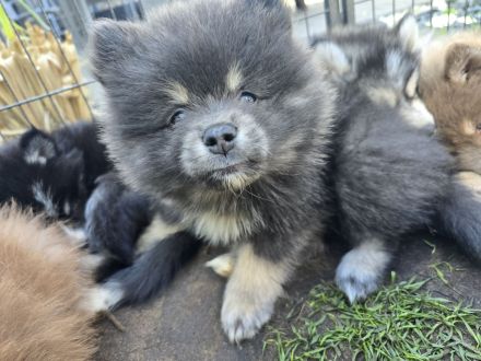 Pomsky Welpen inkl. Urlaubsbetreuung