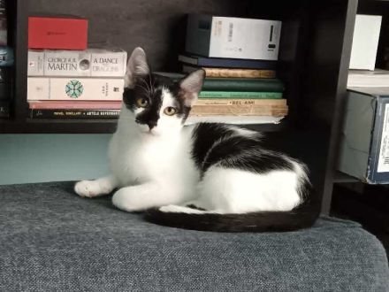 Traum-Kater Rocky sucht Zuhause!