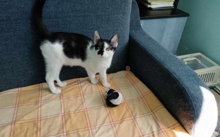 Traum-Kater Rocky sucht Zuhause!