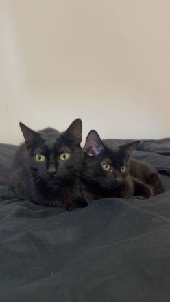 Mama Katze (Blackie) und ihr Sohn
