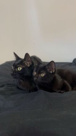 Mama Katze (Blackie) und ihr Sohn