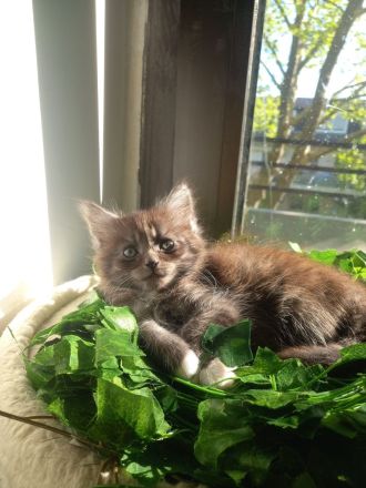 🐾Wunderschöne Maine Coon x BKH Kitten abzugeben – ab 14. Mai bereit für ein liebevolles Zuhause!🐾