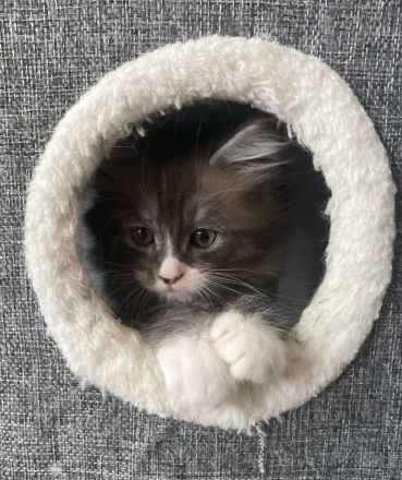 🐾Wunderschöne Maine Coon x BKH Kitten abzugeben – ab 14. Mai bereit für ein liebevolles Zuhause!🐾