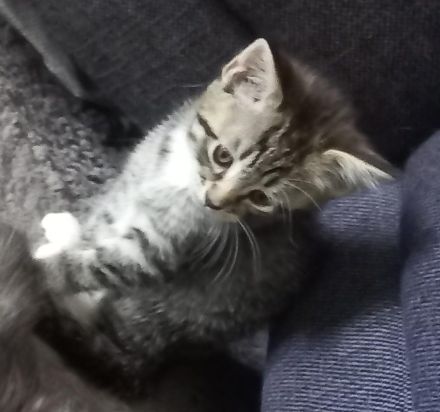 🐾Wunderschöne Maine Coon x BKH Kitten abzugeben – ab 14. Mai bereit für ein liebevolles Zuhause!🐾