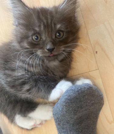 🐾Wunderschöne Maine Coon x BKH Kitten abzugeben – ab 14. Mai bereit für ein liebevolles Zuhause!🐾