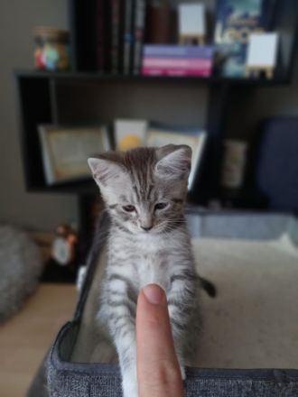 🐾Wunderschöne Maine Coon x BKH Kitten abzugeben – ab 14. Mai bereit für ein liebevolles Zuhause!🐾