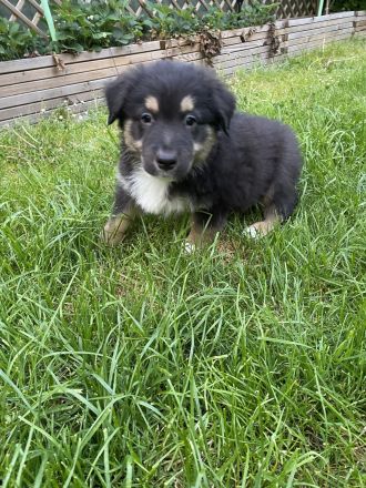 Supersüsse Australian Shepherd Welpen