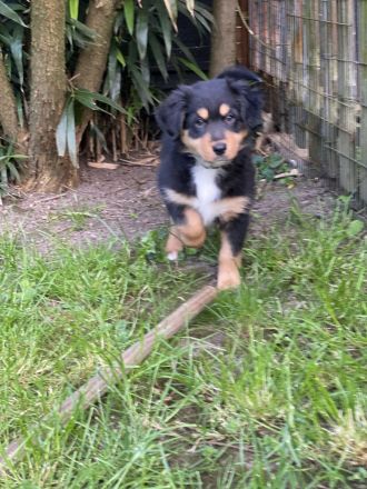 Supersüsse Australian Shepherd Welpen