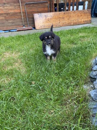 Supersüsse Australian Shepherd Welpen