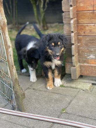 Supersüsse Australian Shepherd Welpen