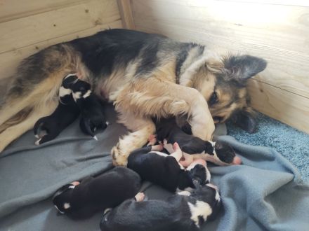 Border Collie Welpen reinrassig