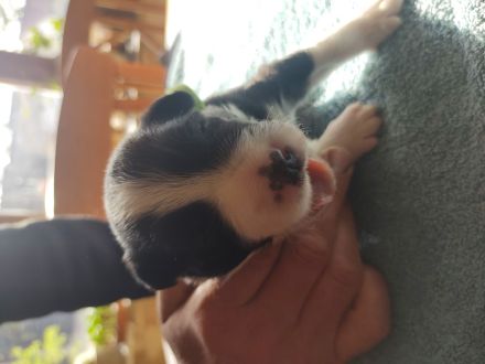 Border Collie Welpen reinrassig