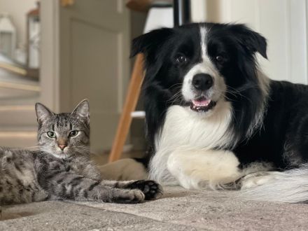 Border Collie Welpen reinrassig