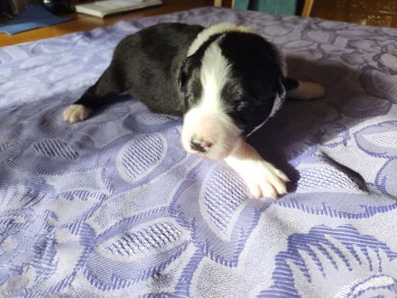 Border Collie Welpen reinrassig