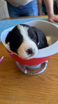 Border Collie Welpen reinrassig