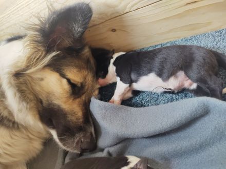 Border Collie Welpen reinrassig