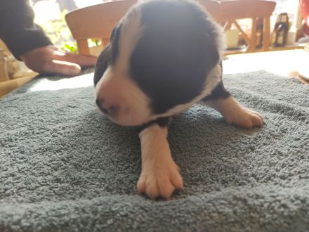 Border Collie Welpen reinrassig