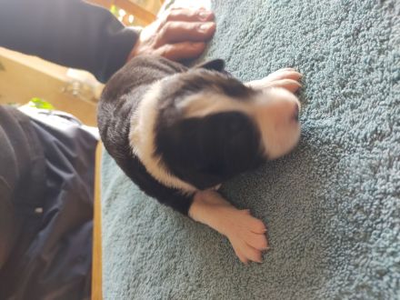 Border Collie Welpen reinrassig