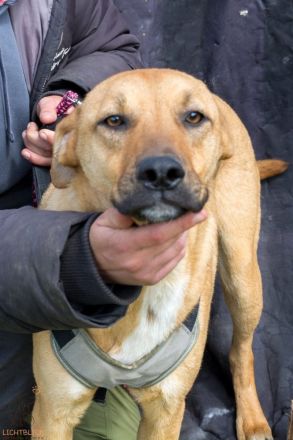 Max sucht sein Für-immer-Zuhause