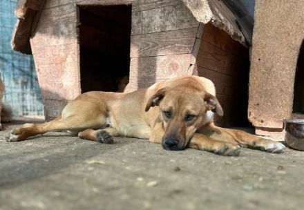 Max sucht sein Für-immer-Zuhause