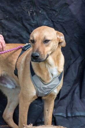 Max sucht sein Für-immer-Zuhause