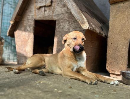Max sucht sein Für-immer-Zuhause
