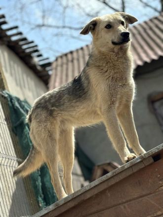 Mayte sucht ihr Für-immer-Zuhause