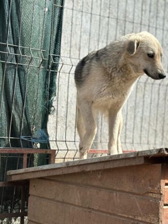 Mayte sucht ihr Für-immer-Zuhause