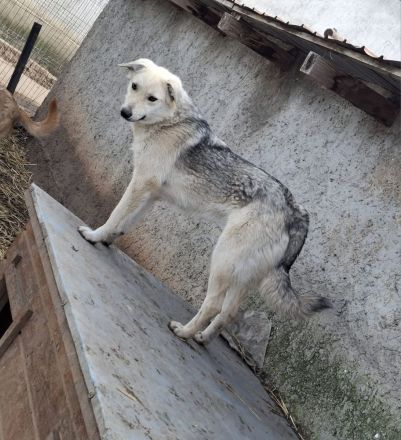 Mayte sucht ihr Für-immer-Zuhause