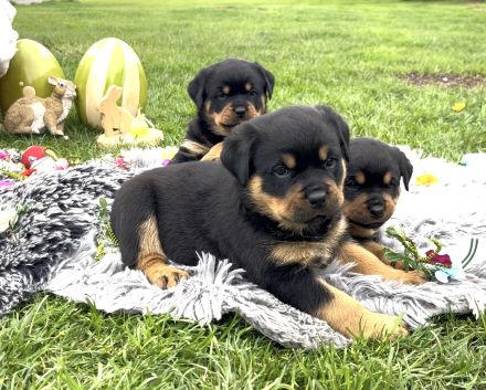 ADRK Rottweiler Welpen